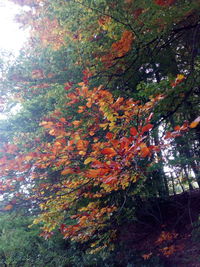 Scenic view of autumn tree