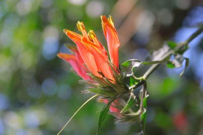 Close-up of orange flower