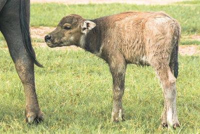 Horse grazing on field