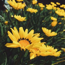 Close-up of yellow flower