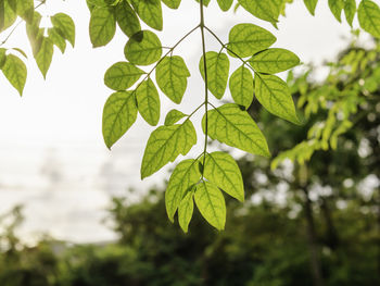 Close-up of leaves against blurred background