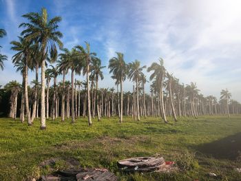 Palm trees on field against sky