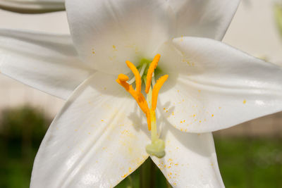 Close-up of white lily