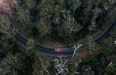 Plants and trees in forest