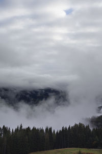 Trees in forest against sky