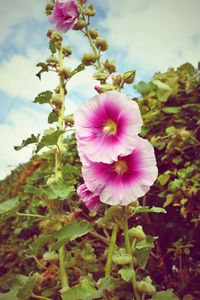 Close-up of pink flower