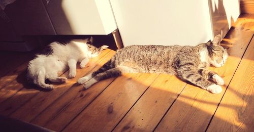 Cat sleeping on bed