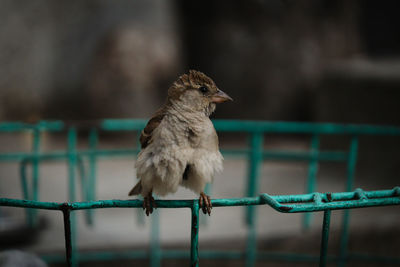 Close-up of bird perching on metal fence