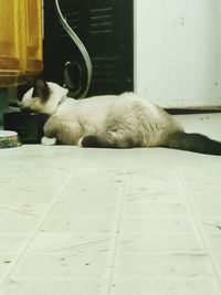 Cat sleeping on floor