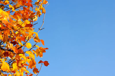 Low angle view of autumnal tree against clear blue sky