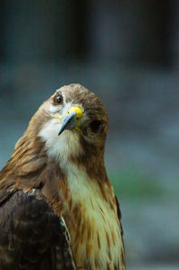 Close-up of hawk