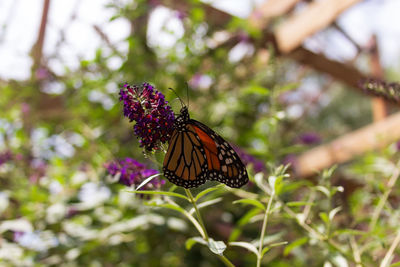 Close-up of butterfly pollinating on flower