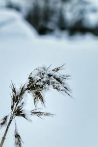 Trees against sky