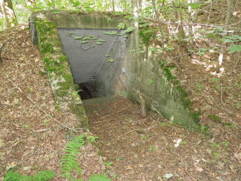 Plants growing on a tree