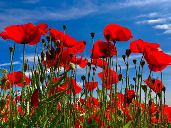 Close-up of red poppy flowers on field against sky