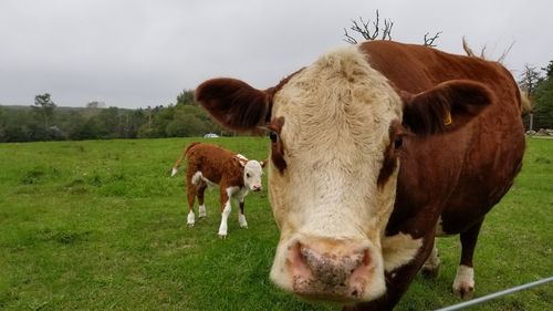 Herd of cows on field