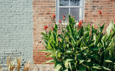 Plants growing on wall