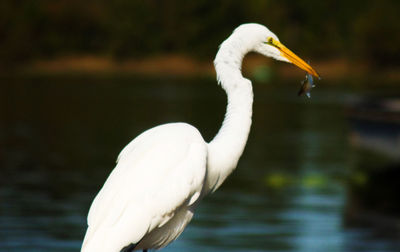 Great egret carrying fish in mouth at lake