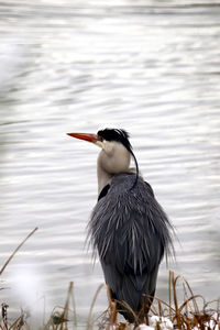 Grey heron standing on the lakeshore looking around