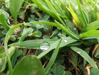 Close-up of raindrops on grass