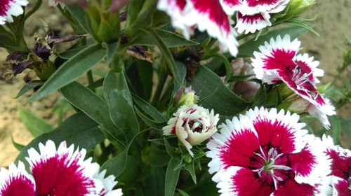 Close-up of white flowers blooming outdoors