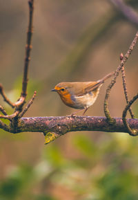 Close-up of bird perching on branch