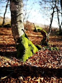 Close-up of lizard on tree trunk