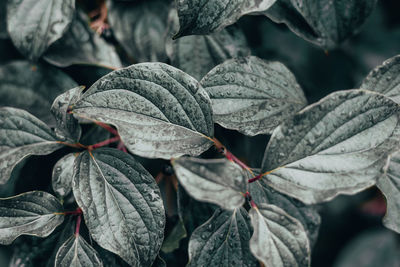 Close-up of leaves on plant