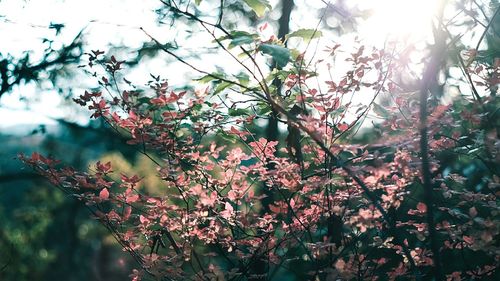 Low angle view of tree against sky