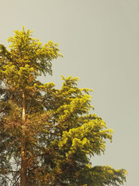 Low angle view of tree against clear sky