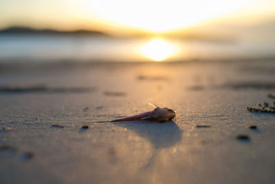 Close-up of driftwood on beach against sky during sunset