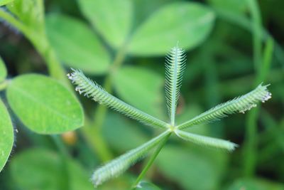 Close-up of fresh green plant