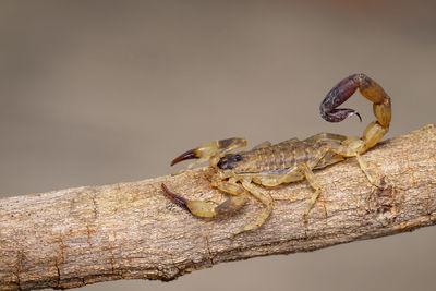 Close-up of lizard on tree