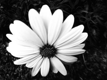 Close-up of white daisy blooming outdoors