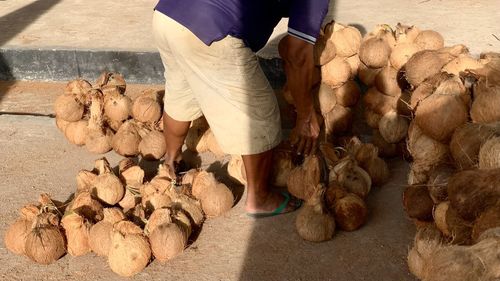 Farmers arranging piles of coconuts on traditional market