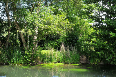 Trees by lake in forest