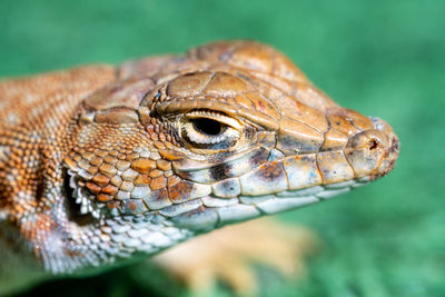 Close-up of lizard