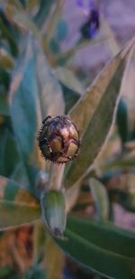 Close-up of insect on flower