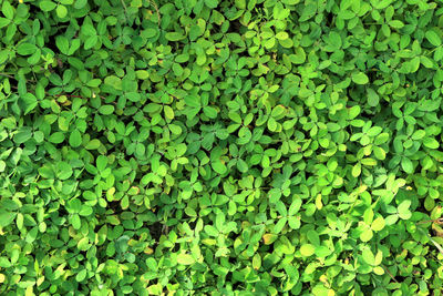 Green leaf texture for background