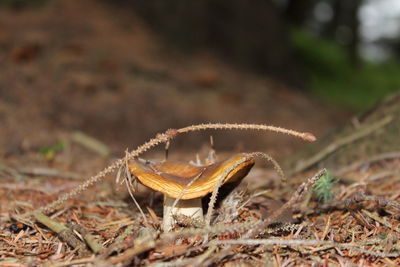 Close-up of crab on field