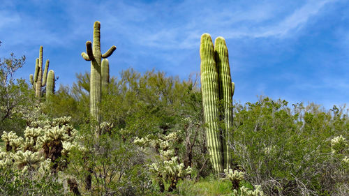 Cactus plants on field against sky