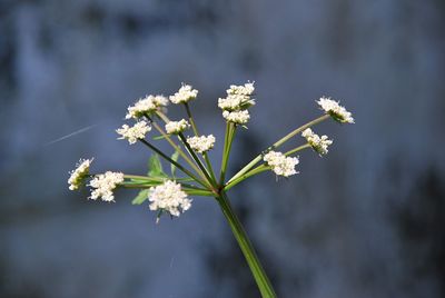 Close-up of white flowering plant