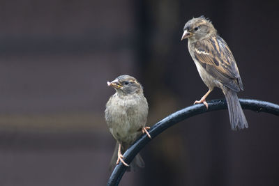 Close-up of birds perching