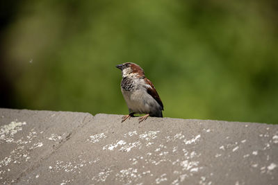 Close-up of bird perching on retaining wall