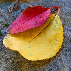 Close-up of leaves