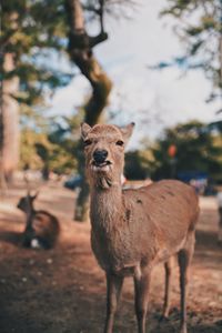 Portrait of deer standing on field