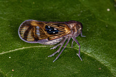 Close-up of insect on leaf