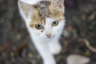 Close-up portrait of cat