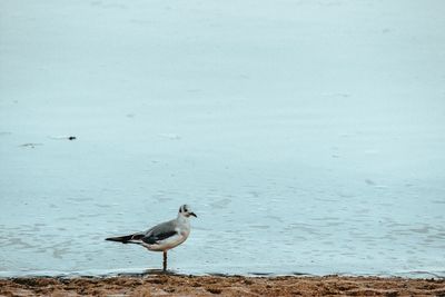 Bird in water