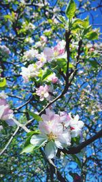 Low angle view of cherry blossoms in spring